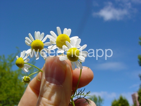 chamomile, wild